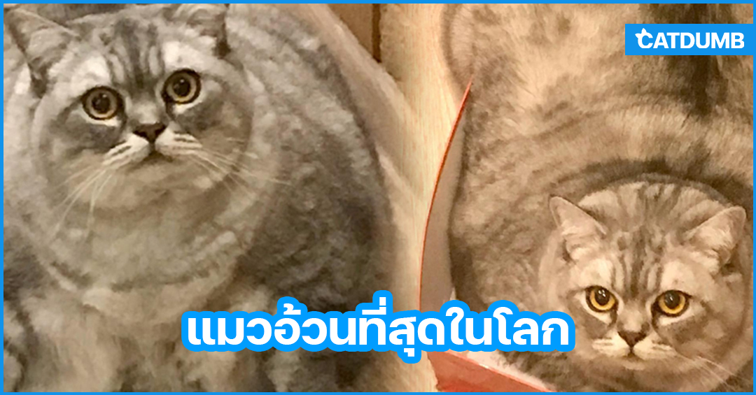 แมวอ้วนที่สุดในโลก กับปรากฏการณ์ใหม่ในข้อหาการทารุณกรรมสัตว์