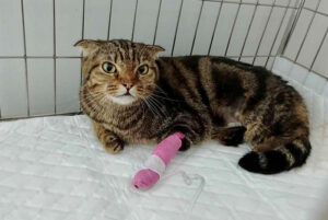 นิ่วแมว chill