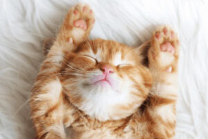 นิ่วแมว cute