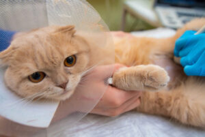 นิ่วแมว sick